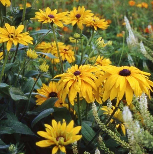 Black Eyed Susan Seeds - DOUBLE GOLDEN GLORIOSA - Rudbeckia Heirloom Non-GMO - 200 Pack