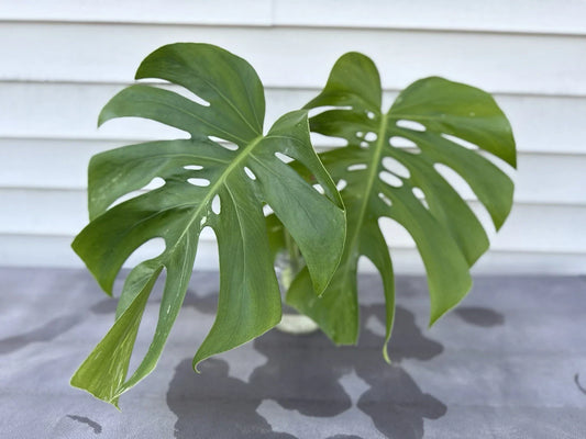 Monstera Albo Borsigiana Cutting - Rare Low Variegation Houseplant - Unique Indoor Plant - Monstera deliciosa