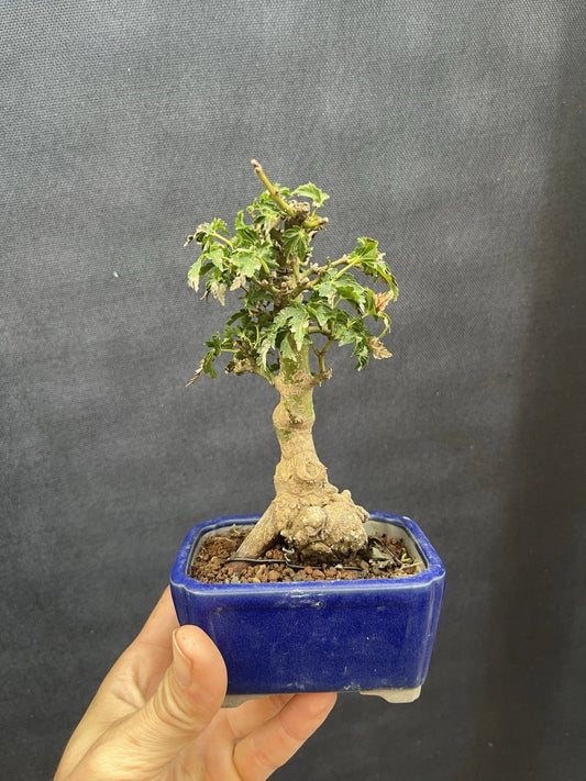 Shishigashira Japanese Maple Mame Bonsai Tree - Acer palmatum 'Shishigashira' - Miniature Green Leaves, Indoor Plant