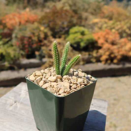 Rat Tail Cactus Plant - Live Aporocactus flagelliformis - Unique Succulent for Home or Office Decor