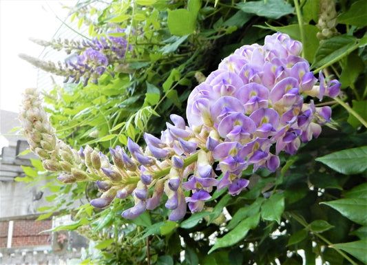 Wisteria Plant 6"-10" Tall Blue Moon Variety - Wisteria Macrostachya "Blue Moon"