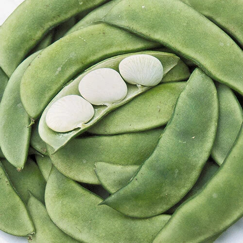 Bean Seeds 20 Pack Henderson Dwarf Baby Lima NON-GMO Vegetable Seeds - Free Shipping USA