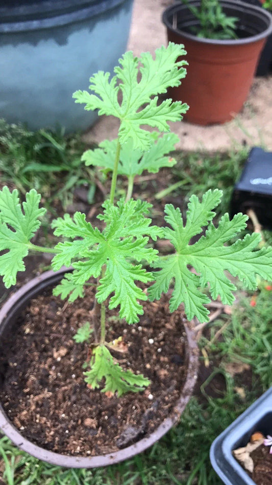 Citronella Geranium Live Plant - Scented, Aromatic - Pelargonium 'Citrosum' - 4-Inch Pot