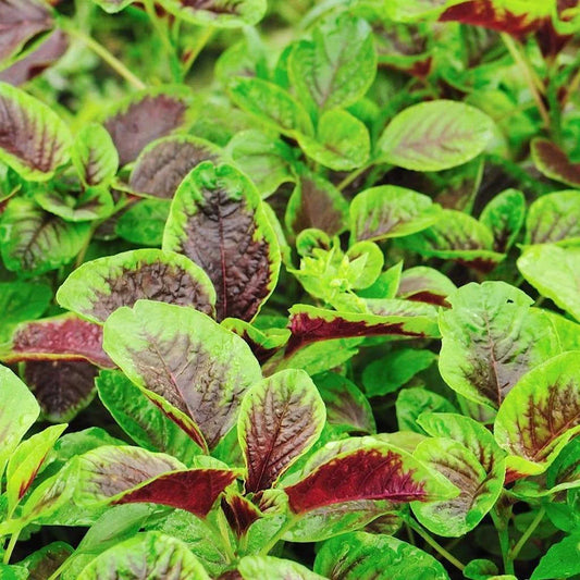 Red Amaranth Seeds - 500+ Count, Red Stripe Leaf Chinese Spinach (Yin Cho Callaloo), USA Grown