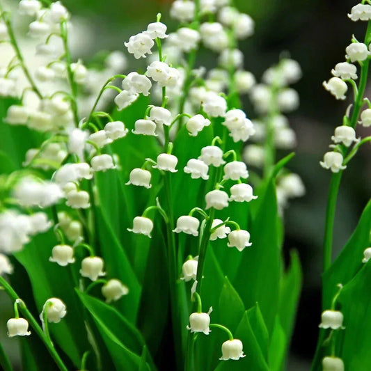 Lily of the Valley Roots - 5 Pack May Lily May Bells - Convallaria majalis
