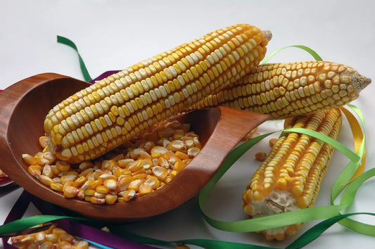 Reid's Yellow Dent Corn Seeds - 30 Pack - Heirloom Variety - Zea Mays - USA Grown