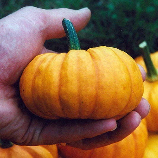 Jack Be Little Pumpkin Seeds - 30+ Heirloom Organic NON-GMO Seeds - Cucurbita pepo - Ideal for Home Gardening and Decor