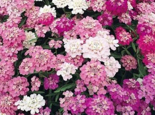 CandyTuft Seeds Mixed Colors - 100 Fresh Seeds - White, Pink, Purple - Iberis umbellata