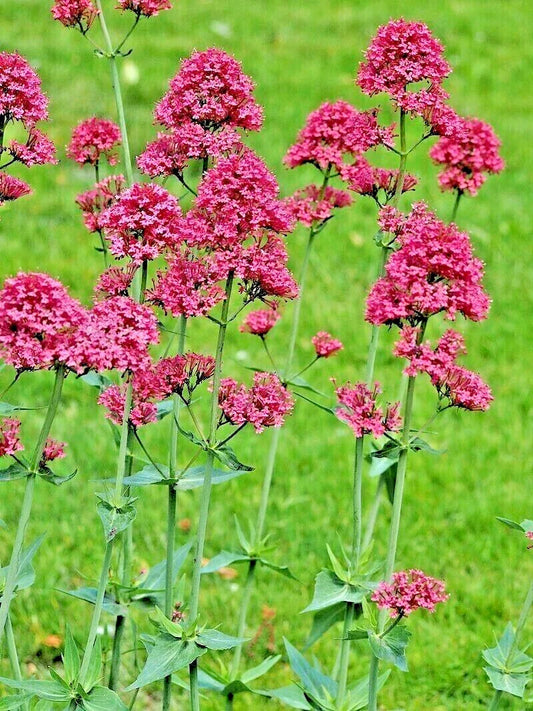 Red Valerian Seeds, 100 Count, Easy to Grow, Centranthus ruber, Jupiter's Beard, Flowering Garden Plant