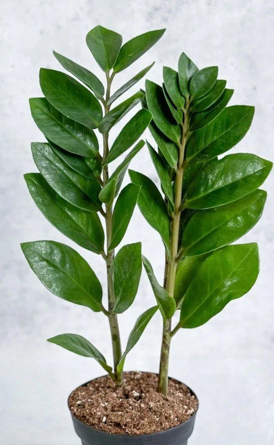 ZZ Plant Live 8-12” Rooted Green Houseplant Zamioculcas zamiifolia