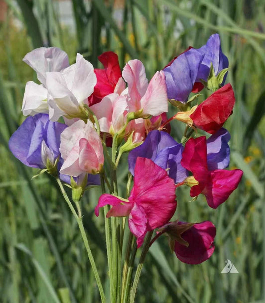 Sweet Pea Seeds Mix, Mammoth Variety, Non-GMO, Lathyrus Fragrant, 40 Seeds for Garden Vines