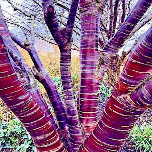 Tibetan Paper Birchbark Cherry Tree Seeds - Prunus serrula - Hardy Shiny Bark - Ideal for Gardens and Landscaping