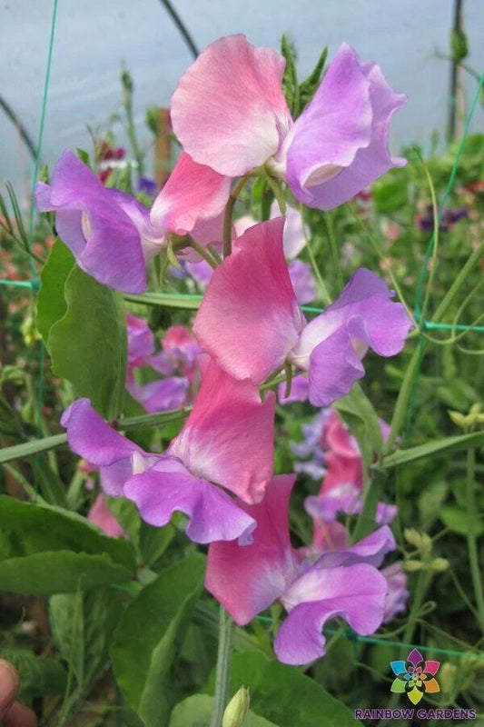 Ella Mountbatten Sweet Pea - 50 Seeds for Garden Planting - Lathyrus odoratus - USA - Free Shipping