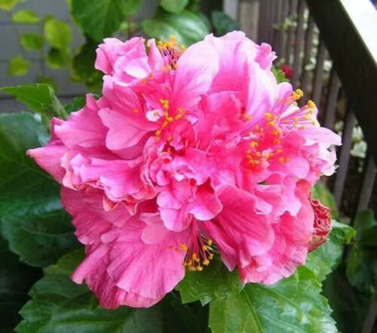 Tropical Hibiscus Starter Plant - Pride of Hankins Pink - Rooted - Triple Blooms - Hibiscus rosa-sinensis