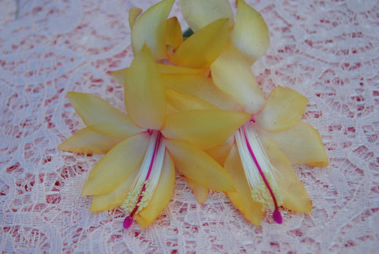 Christmas Cactus Starter Plant - Small Healthy Schlumbergera Truncata - Vibrant Green, Well Rooted for Easy Care