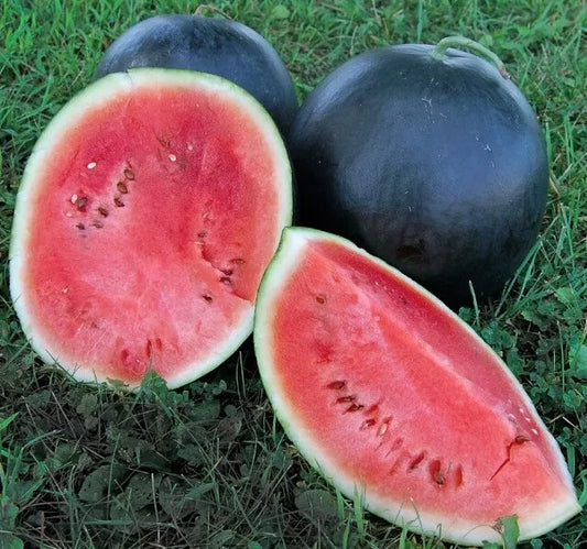 Black Diamond Watermelon Seeds 20 Ct Non-GMO Fruit Melon 30-50 lbs Citrullus lanatus