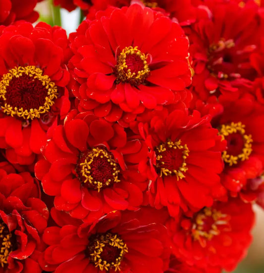 Zinnia Seeds - 100 Non-GMO Cherry Queen Red Scarlet Blooms for Hummingbirds - Zinnia elegans
