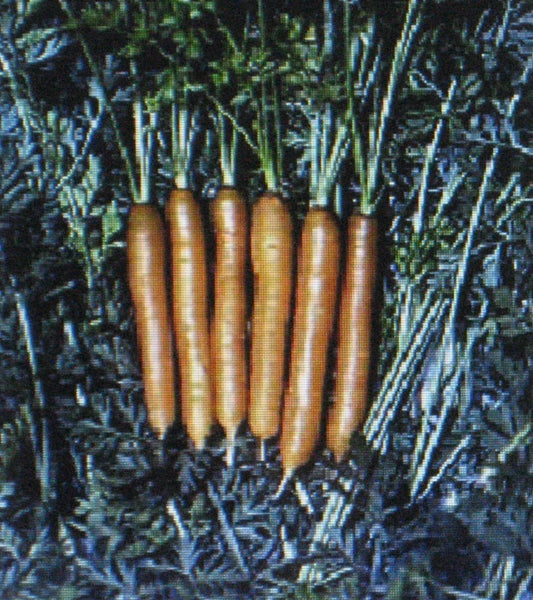 Little Finger Carrot Seeds - 200 Count - Very Early Variety - Daucus carota