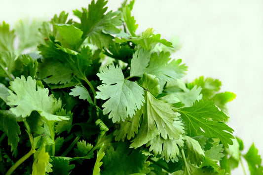 Cilantro Seeds 500g, Split Variety for Oriental & Mexican Cuisine, Coriandrum sativum, Free Shipping