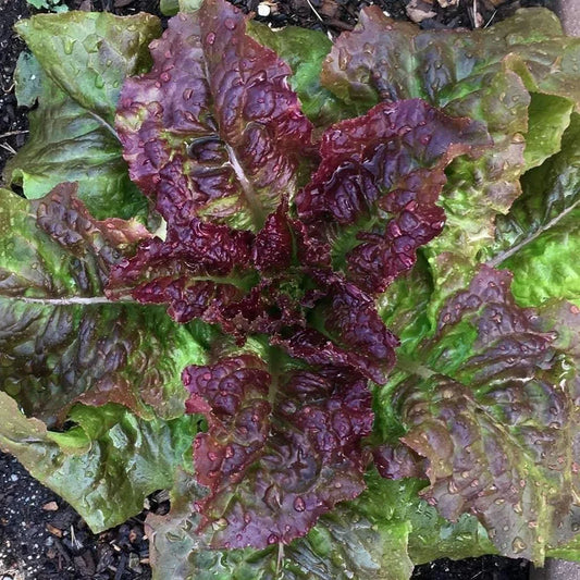 Prizehead Lettuce Seeds 600+ Non-GMO Vegetable Garden Seeds for Salad, USA Grown