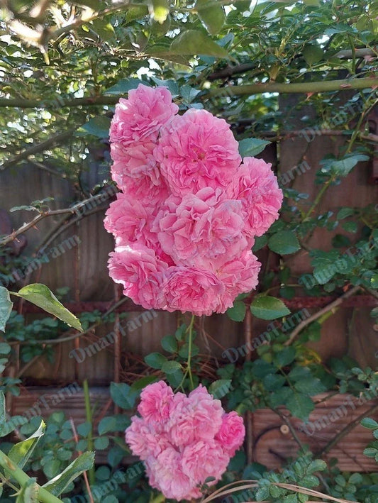 Seven Sisters Pink Rose Rambler Bare Root Live Plant, Two (2) Over One Year Old - Rosa multiflora