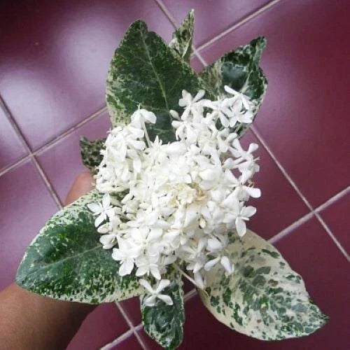 Thai Snow Ixora Starter Plant - Variegated White Flowers - Ixora alba Rooted Plant