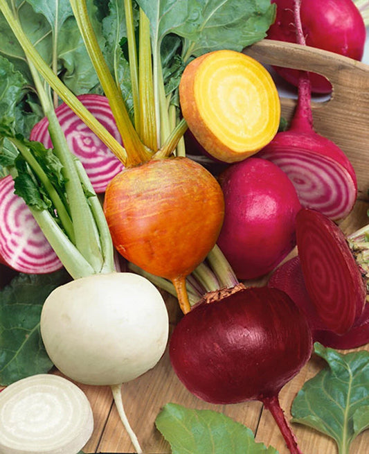 Rainbow Blend Beet Mix 50 Ct - Heirloom Non-GMO Garden Seeds - Multiple Colors - Beta vulgaris