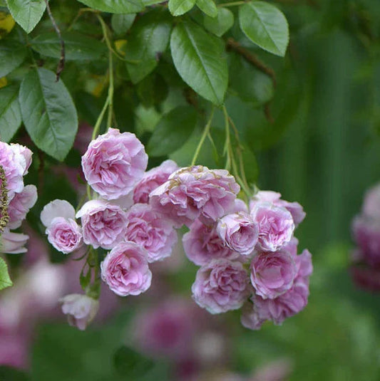 Mature Live Plants 2-Pack Heirloom Pink Baby Rambler Rose Bushes (Rosa)
