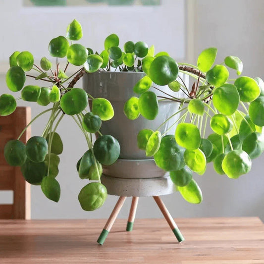 Pilea Peperomioides Live Plant - Chinese Money Plant Starter | Rooted Indoor Houseplant