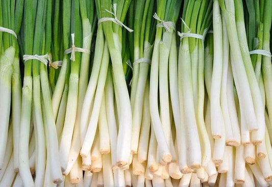 Nebuka Onion Seeds 200+ Count - Evergreen Bunching Japanese Vegetable - Allium fistulosum - USA Free Shipping