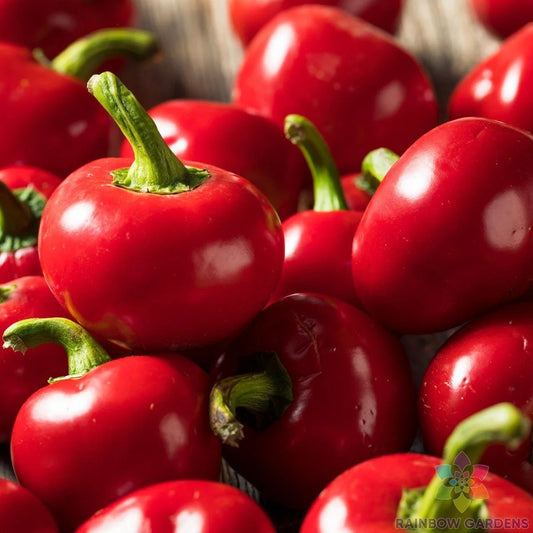 Red Cherry Hot Pepper Seeds - 25+ Seeds for Garden Planting - Capsicum annuum - USA Grown - Free Shipping