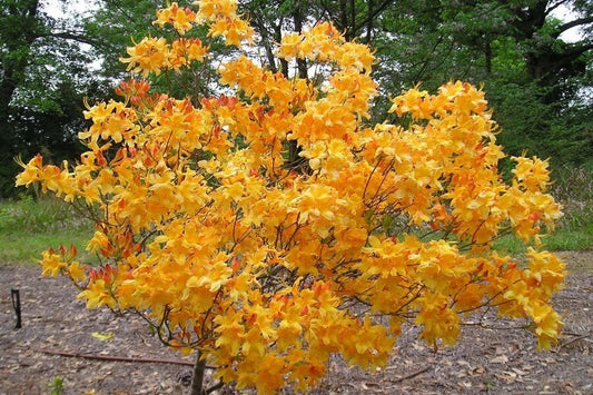 Aromi Azalea Plant - Well Rooted Rhododendron Hybrid - Fantastique - May Be Dormant