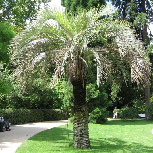 Coco Jelly Pindo Palm Seeds, 10 Count, Butia capitata, Tropical Indoor/Outdoor Plant, Rare Palm Seeds for Garden