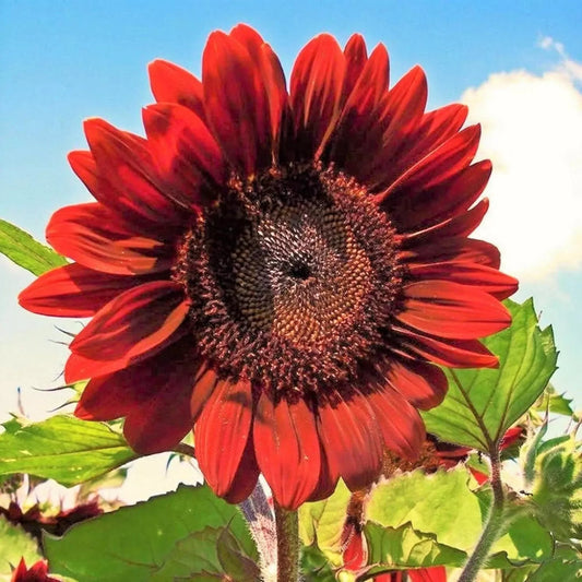 Velvet Queen Sunflower Seeds 50pcs - Big Red Flower Seeds (Helianthus annuus)