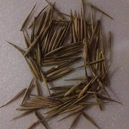 Black Bamboo Seeds - 100+ Rare Seeds for Planting | Exotic Fast Growing | Phyllostachys nigra | Ships from USA