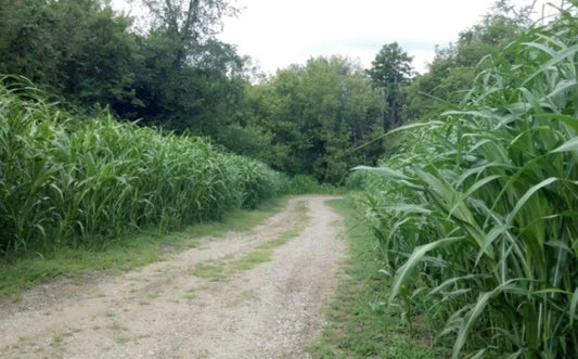 Egyptian Wheat Seeds for Planting - 10 Feet Tall - Versatile Chicken Corn - Sorghum bicolor