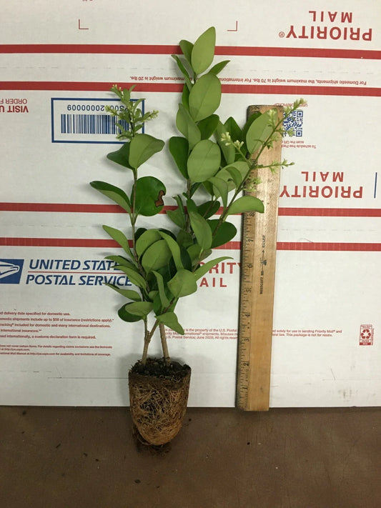 Lucidum Ligustrum Live Plant - Glossy Green Foliage - Privet Plant - Ligustrum lucidum