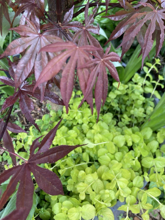 Creeping Jenny Plants - 15 Bare Root - Ground Cover - Lysimachia nummularia