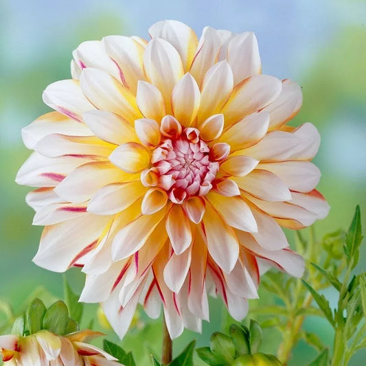Dahlia Plant Bulb Tuber 1 Live 'Caribbean Fantasy' Peach Yellow Red Flower, Attracts Butterflies, Full Sun, Zones 3-10
