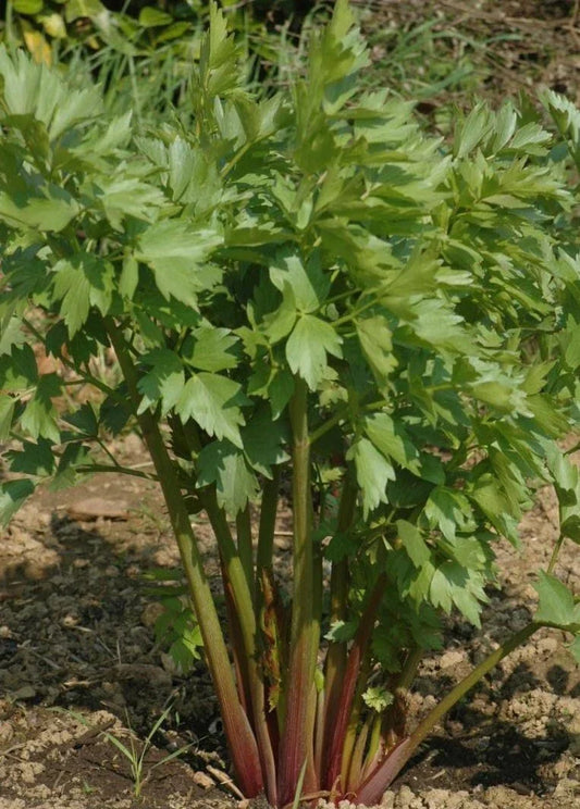 Lovage Seeds - 300+ Perennial Culinary Herb - Celery Fennel Parsley Flavor - Levisticum officinale - USA