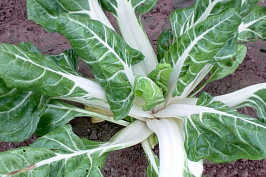 Swiss Chard Seeds 100 Ct Large White Ribbed Heirloom NON-GMO Beta vulgaris, Free Shipping USA