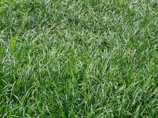 Liriope Spicata Bare Root Divisions - 100 Count - Ground Cover Perennial Plant