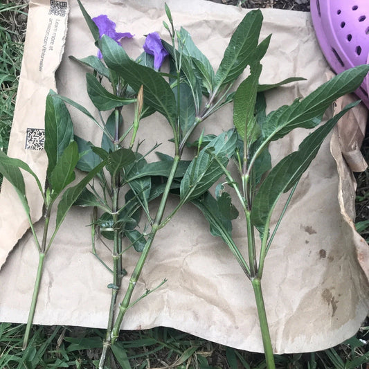 Mexican Petunias Cuttings - 4 Live Purple Cuttings 6" (Ruellia simplex) - Rare Exotic Easy to Root
