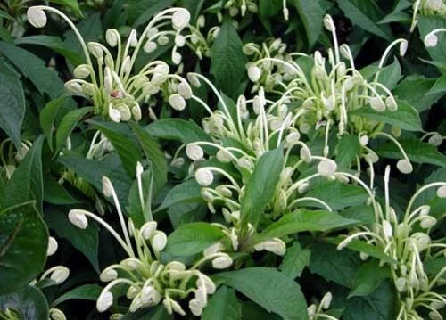 Clerodendrum incisum Starter Plant | Rare Musical Notes Variety | Small Well-Rooted Herbaceous Plant