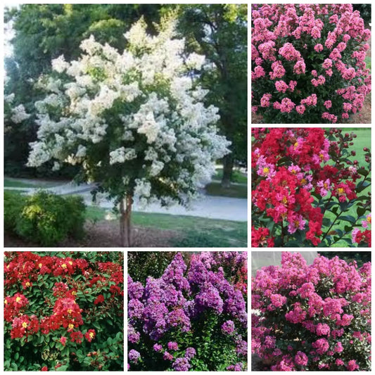 Crape Myrtle Plant 18''-24'' Height Mixed Colors Lagerstroemia, Quart Pot, Low-Maintenance Ornamental Shrub for Landscapes