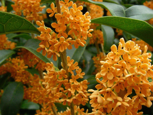 Apricot Echo Sweet Olive Plant - Fragrant Tea Olive - Osmanthus fragrans - Rooted Starter Plant