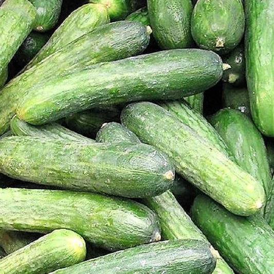 Rhinish Pickle Cucumber Seeds | NON-GMO Heirloom | Fresh Garden Seeds | Cucumis sativus