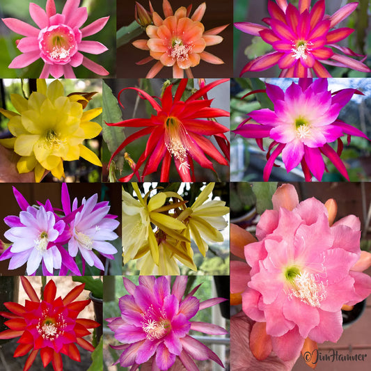 Mystery Epiphyllum Orchid Cactus Cuttings - 6 Assorted Colors, 5-10 inches, Ready to Plant, Not Named, Plus 2 Extra Cuttings