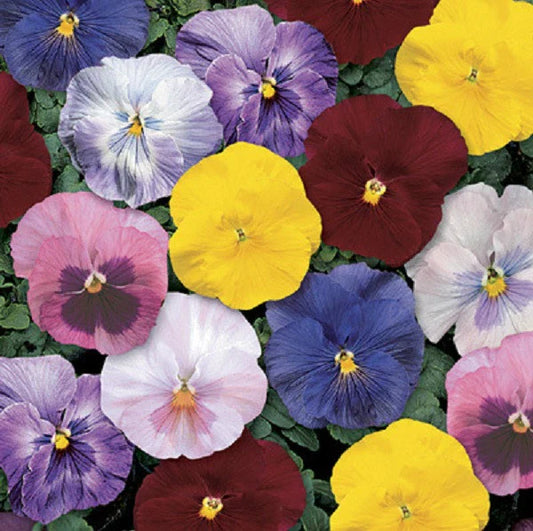 Pansy Seeds - 50 Count Delta Monet Mix - Viola tricolor var. hortensis - Garden Starts Nursery