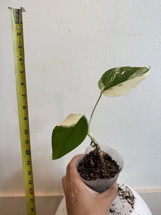 Rooted Variegated Monstera Albo Borsigiana Plant - Rare Houseplant, Exotic Indoor Decor, Monstera Deliciosa